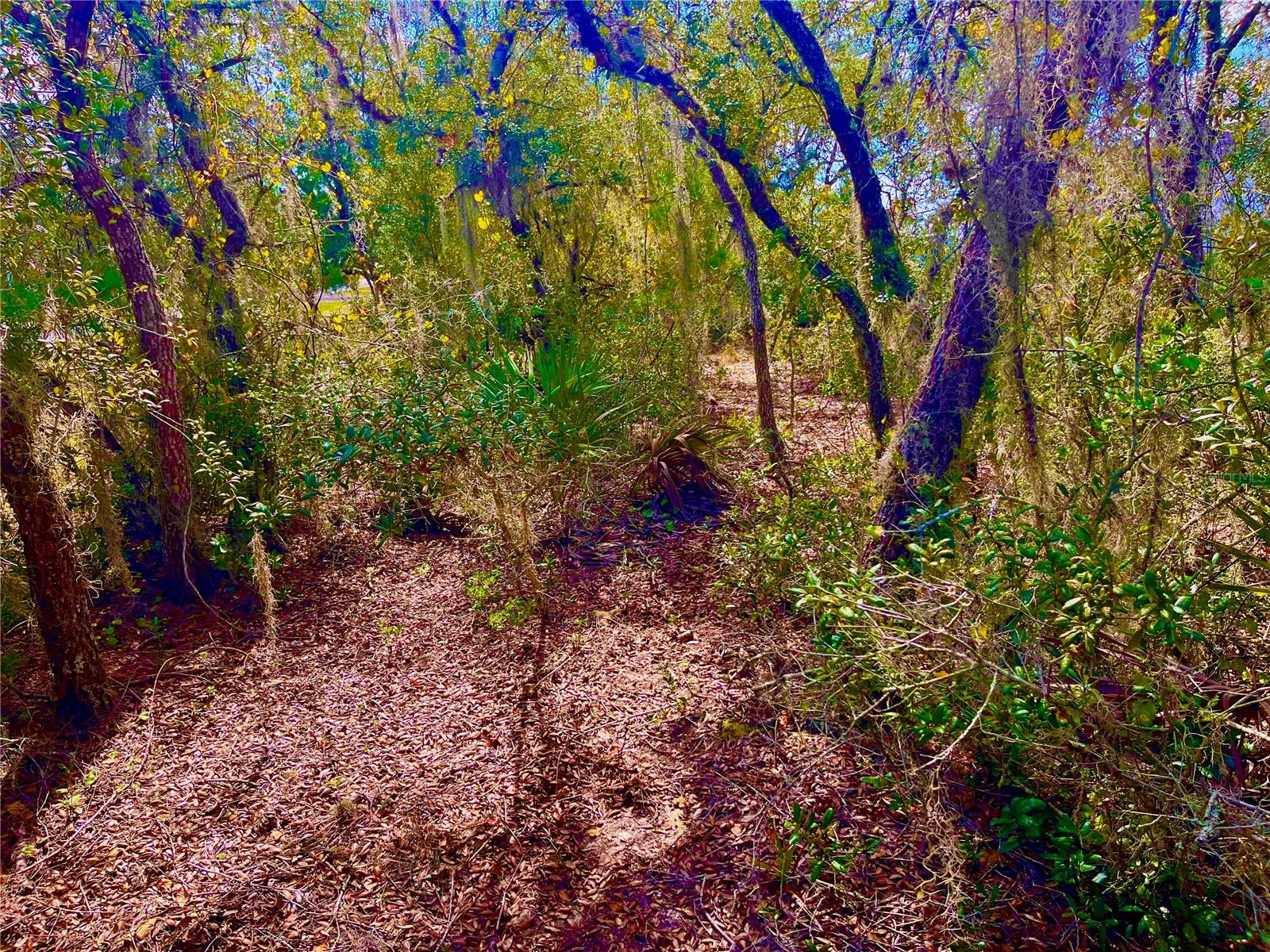 LAKE REEDY ESTATES - Land