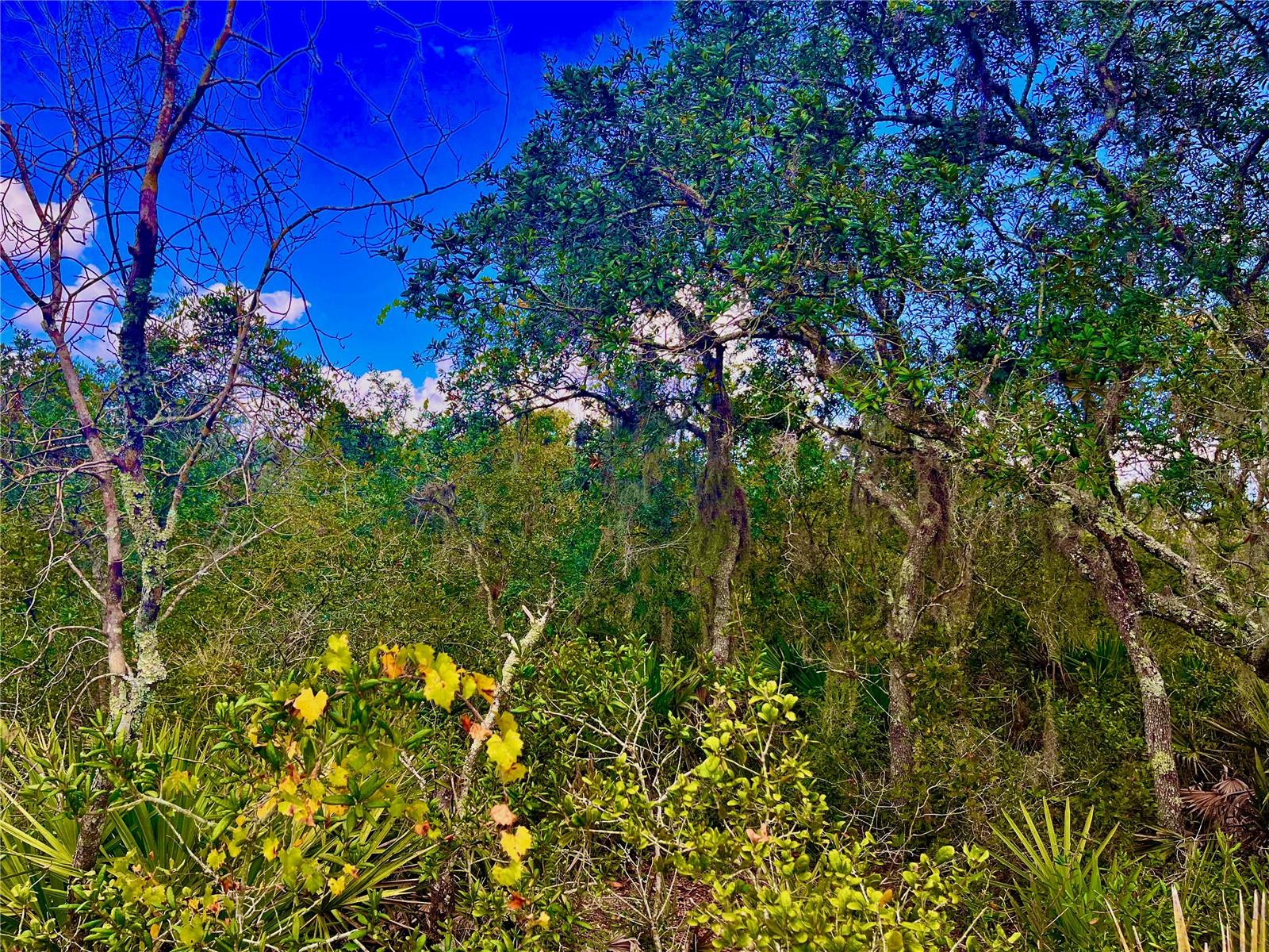 LAKE REEDY ESTATES - Land