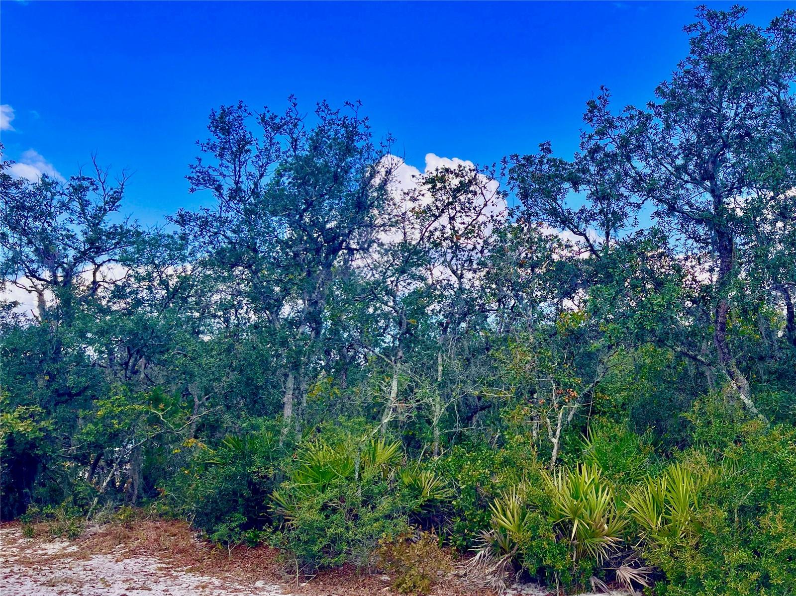 LAKE REEDY ESTATES - Land