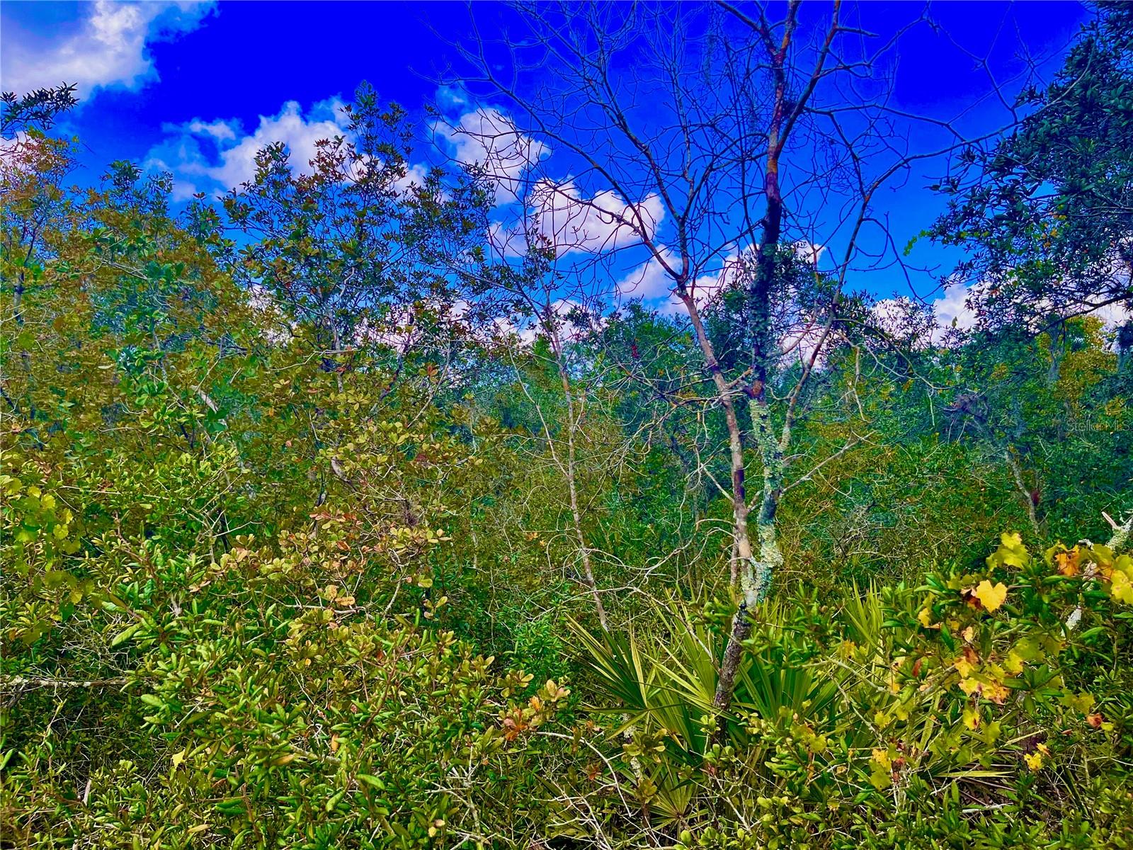 LAKE REEDY ESTATES - Land