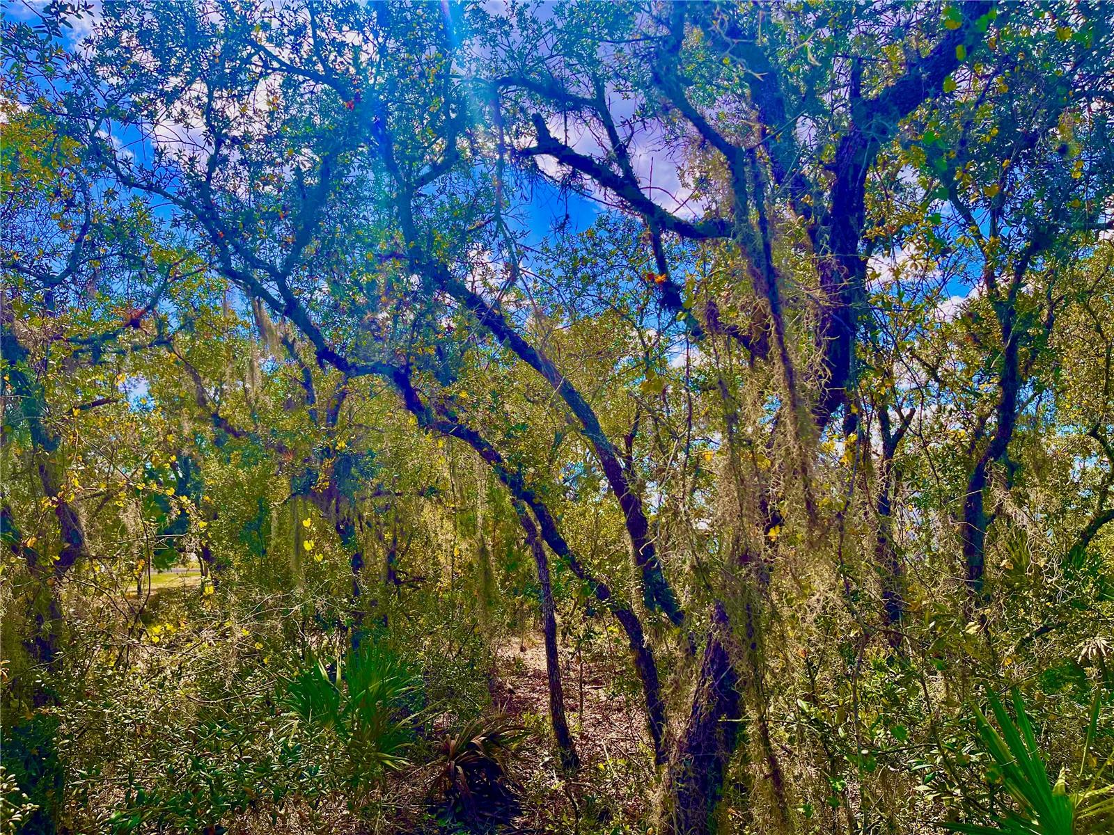 LAKE REEDY ESTATES - Land