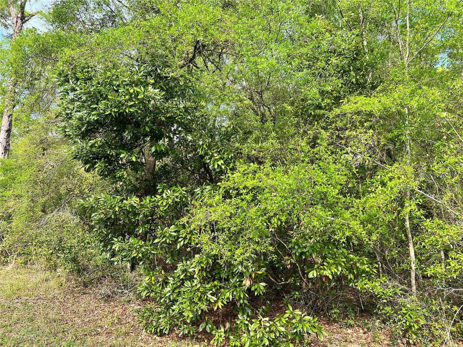 BUCK BAY PH 3 - Land