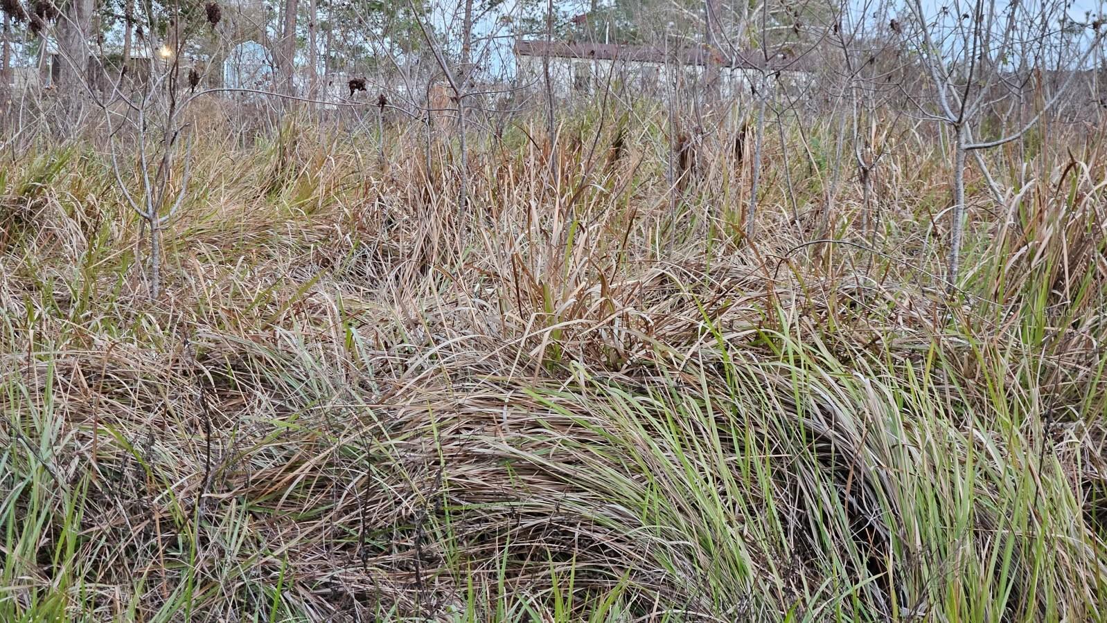 LAKE WEIR HEIGHTS - Land