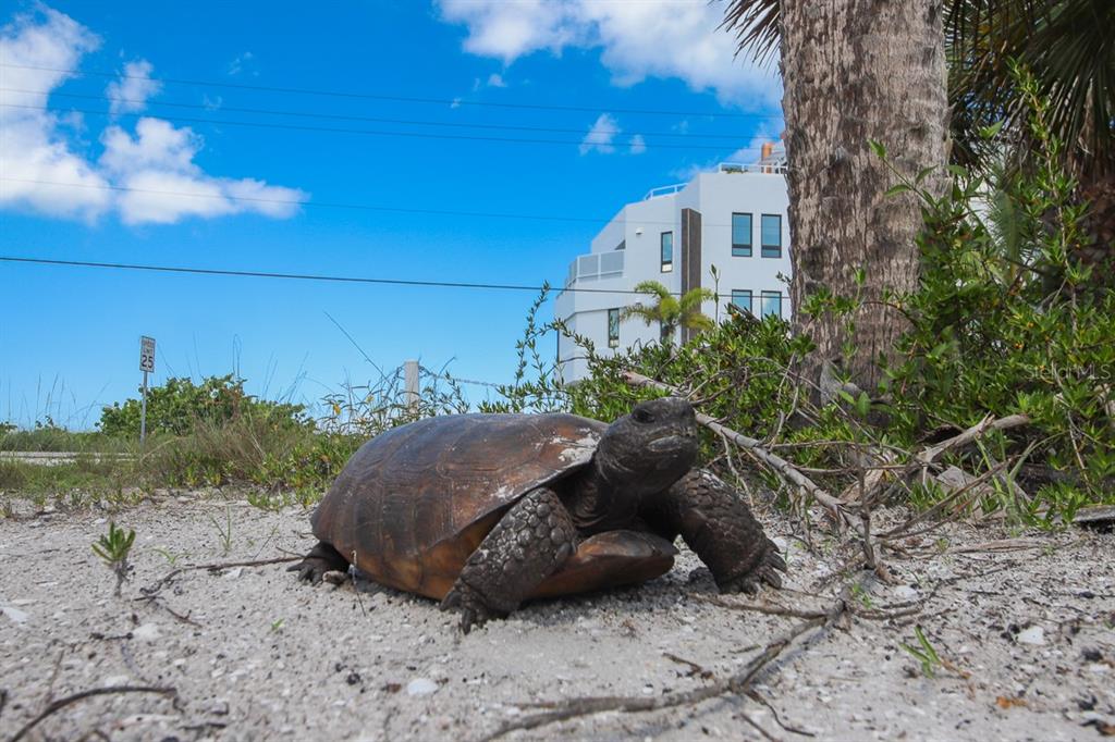 PALM ISLAND ESTATES UNIT 1 - Residential