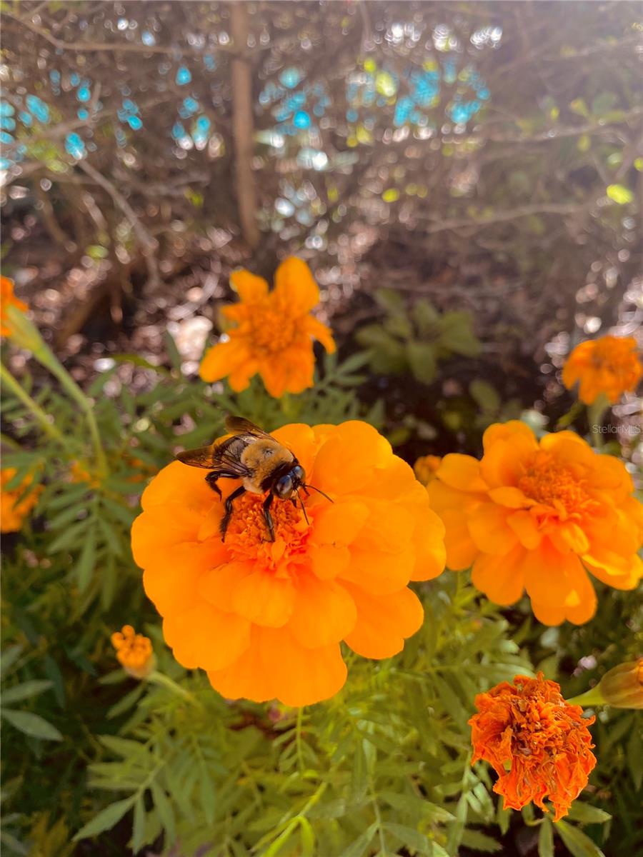 LEGACY DUNES CONDO - Residential