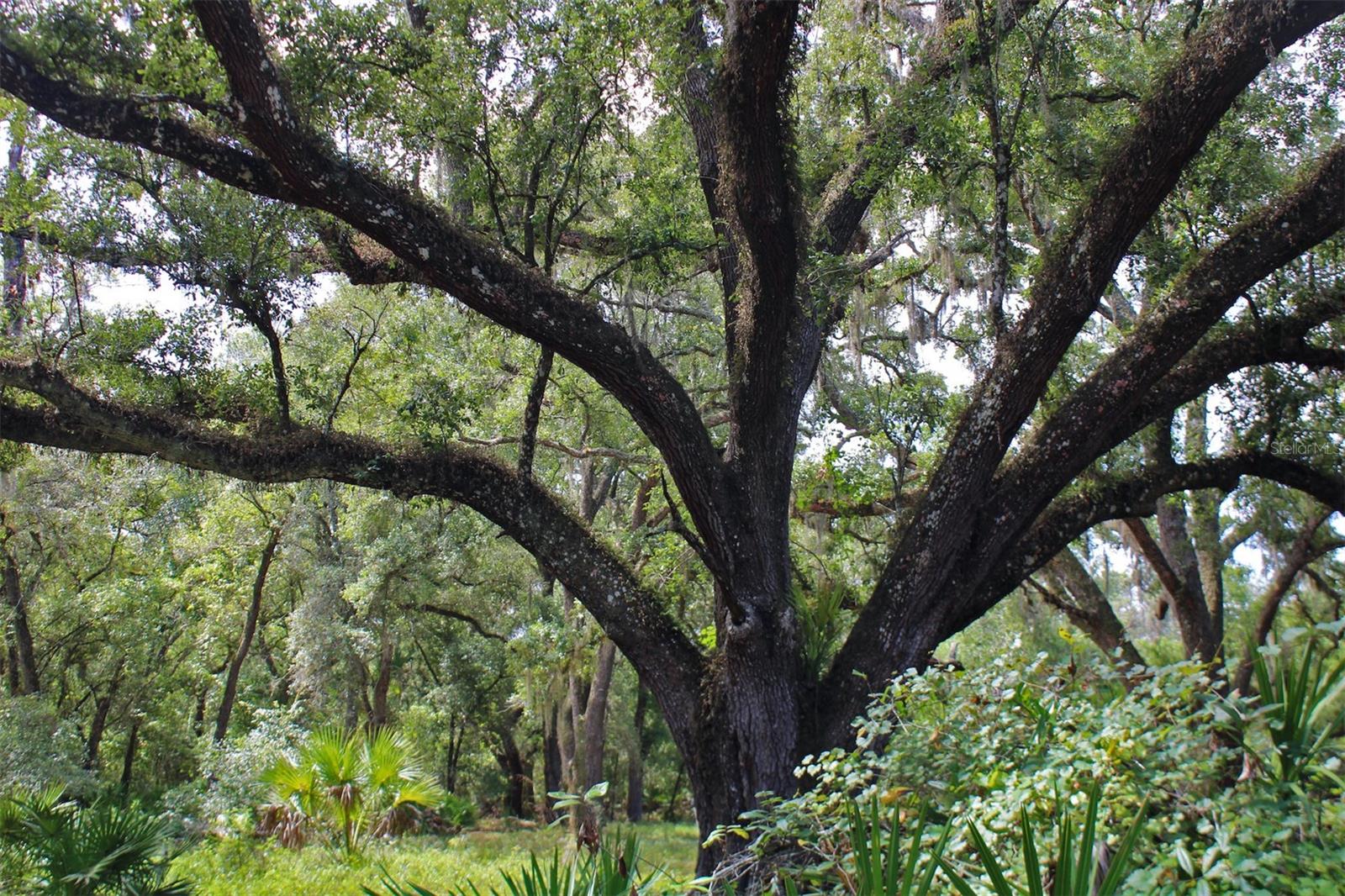 TIGER CREEK FOREST - Land