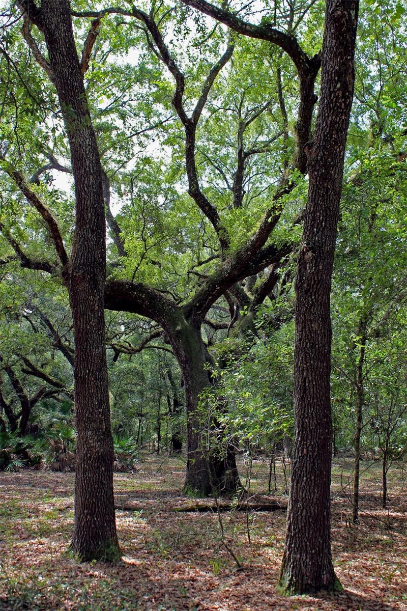 TIGER CREEK FOREST - Land