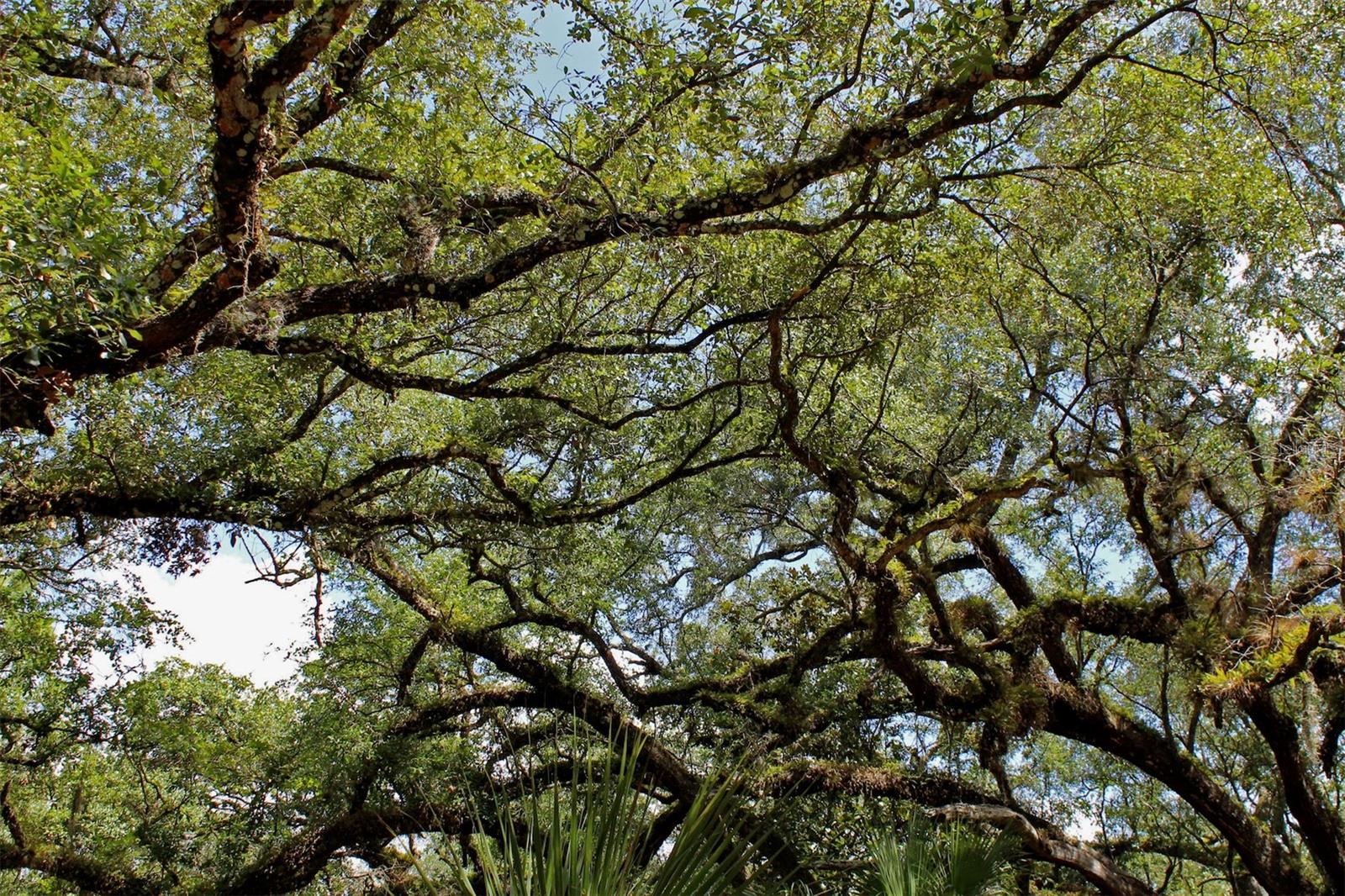 TIGER CREEK FOREST - Land