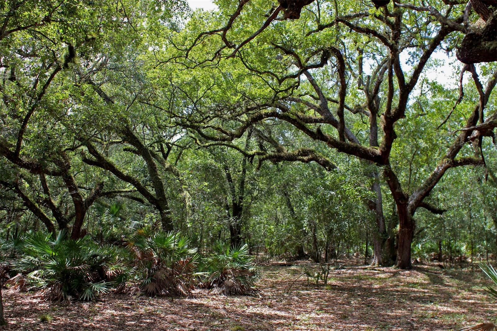 TIGER CREEK FOREST - Land
