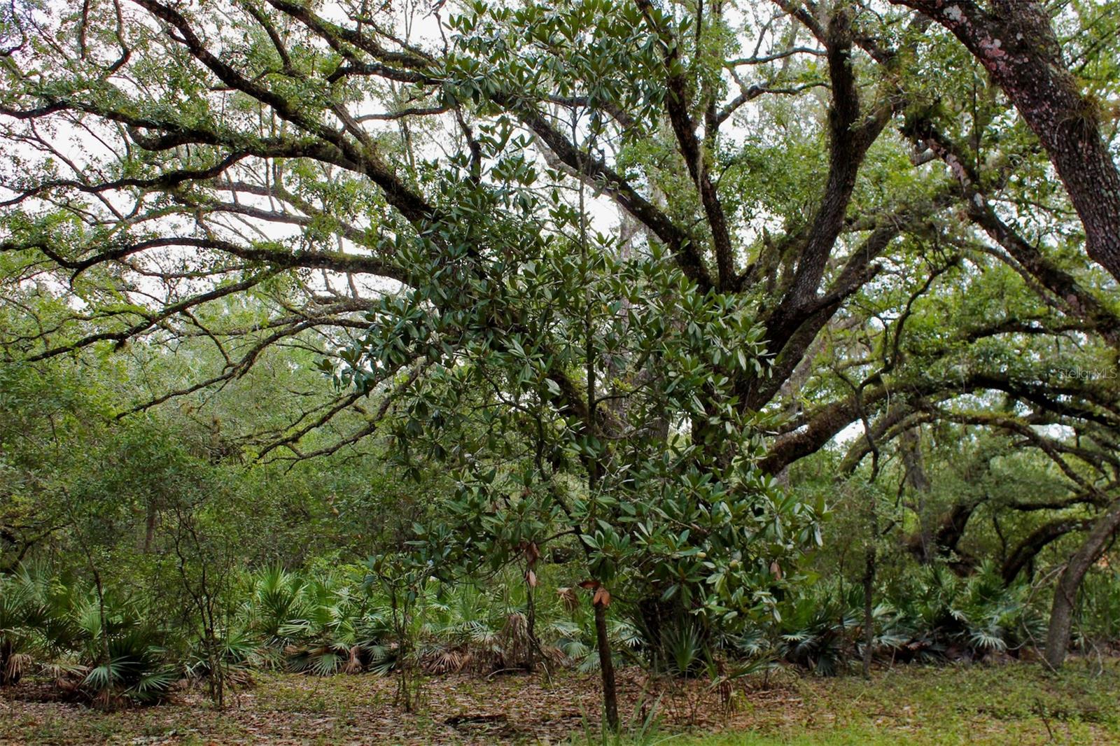 TIGER CREEK FOREST - Land