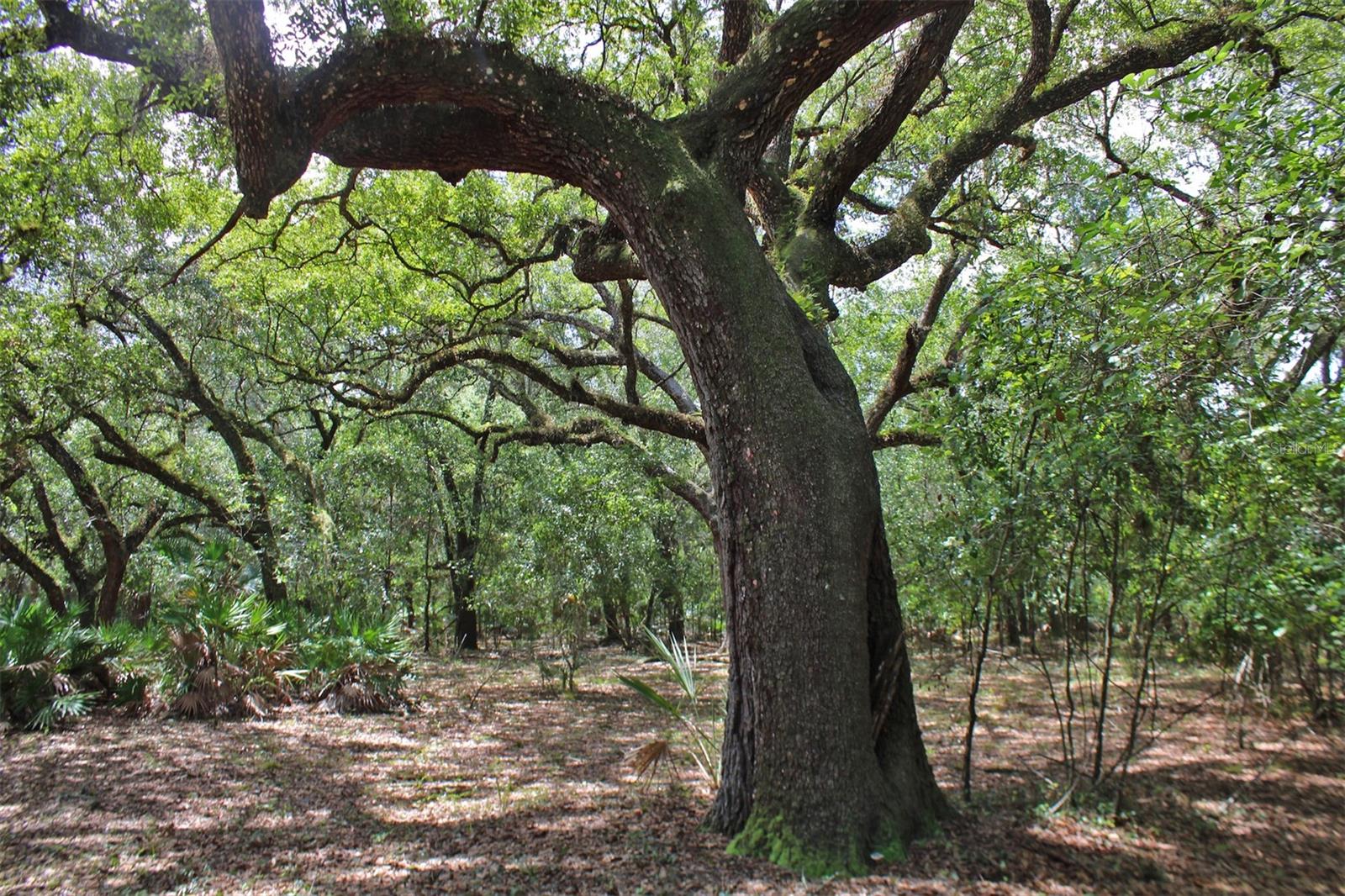 TIGER CREEK FOREST - Land