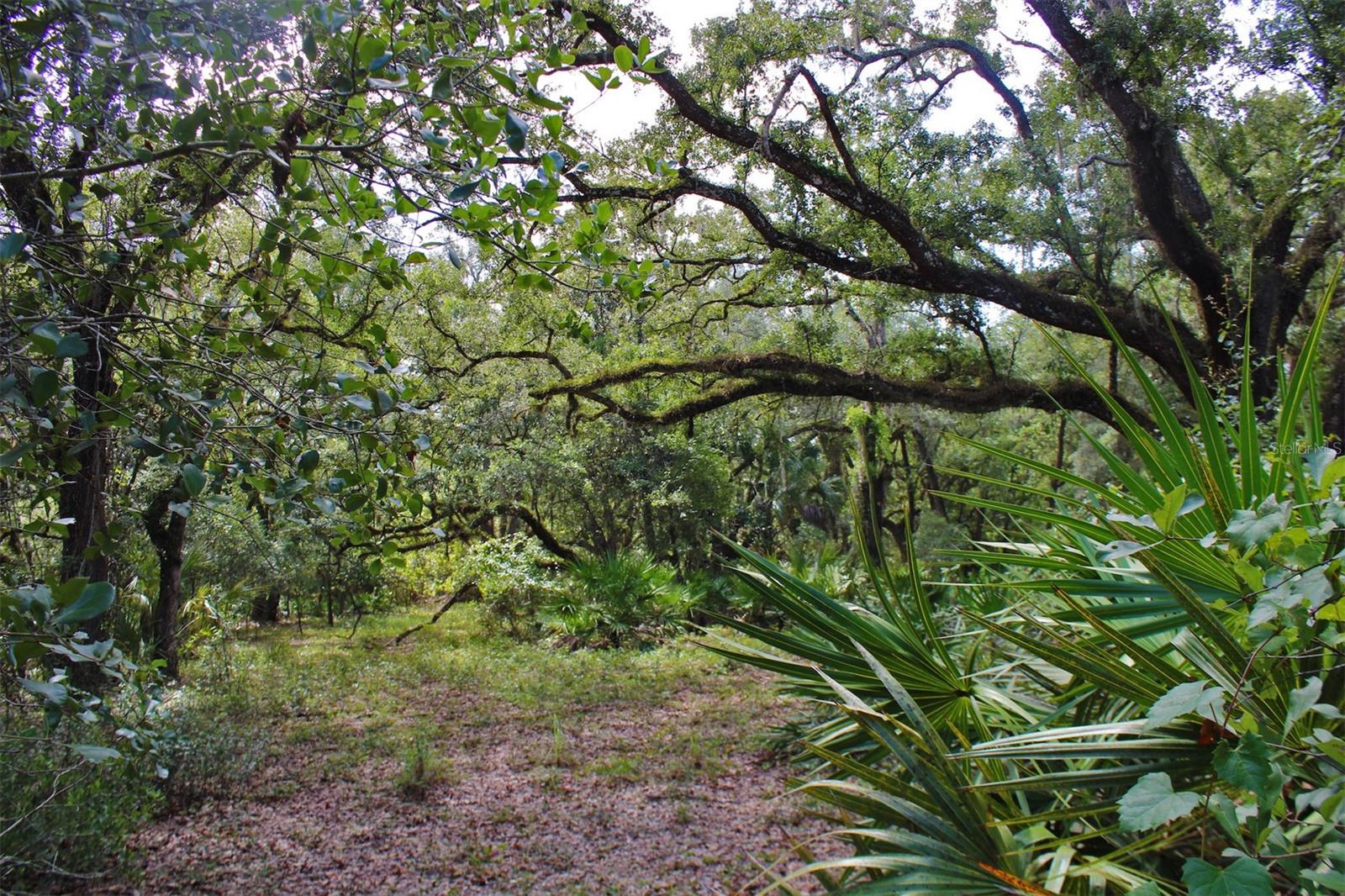 TIGER CREEK FOREST - Land