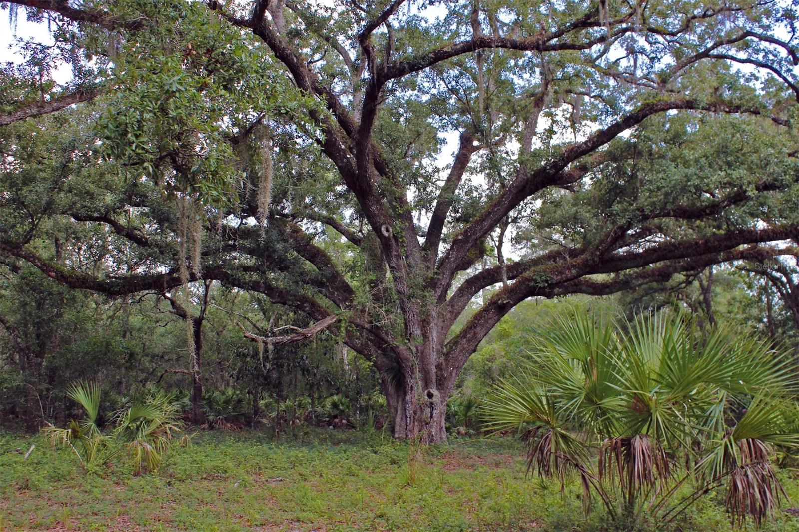 TIGER CREEK FOREST - Land