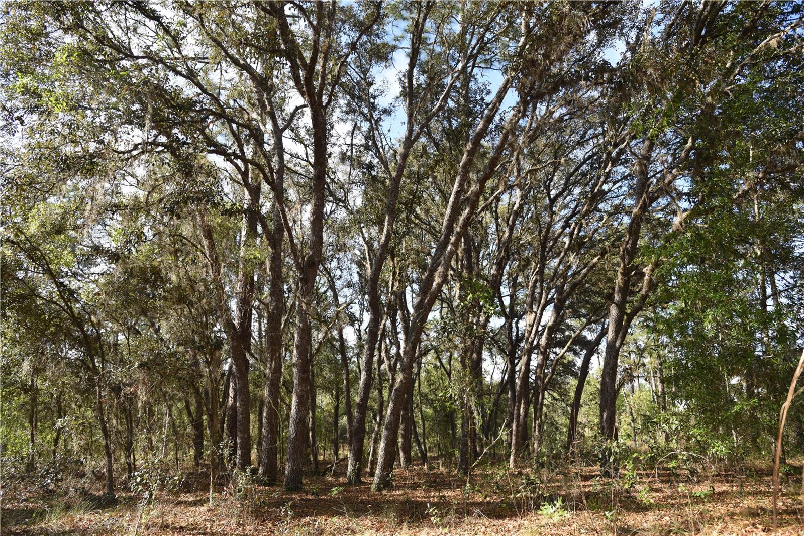 RAINBOW FARMS - Land