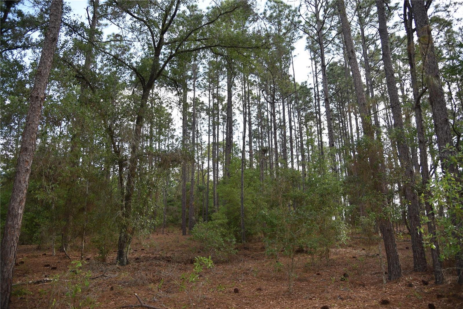 RAINBOW FARMS - Land