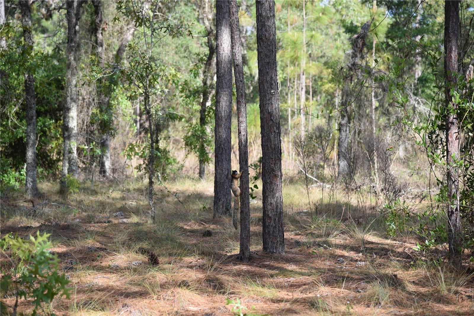 RAINBOW FARMS - Land
