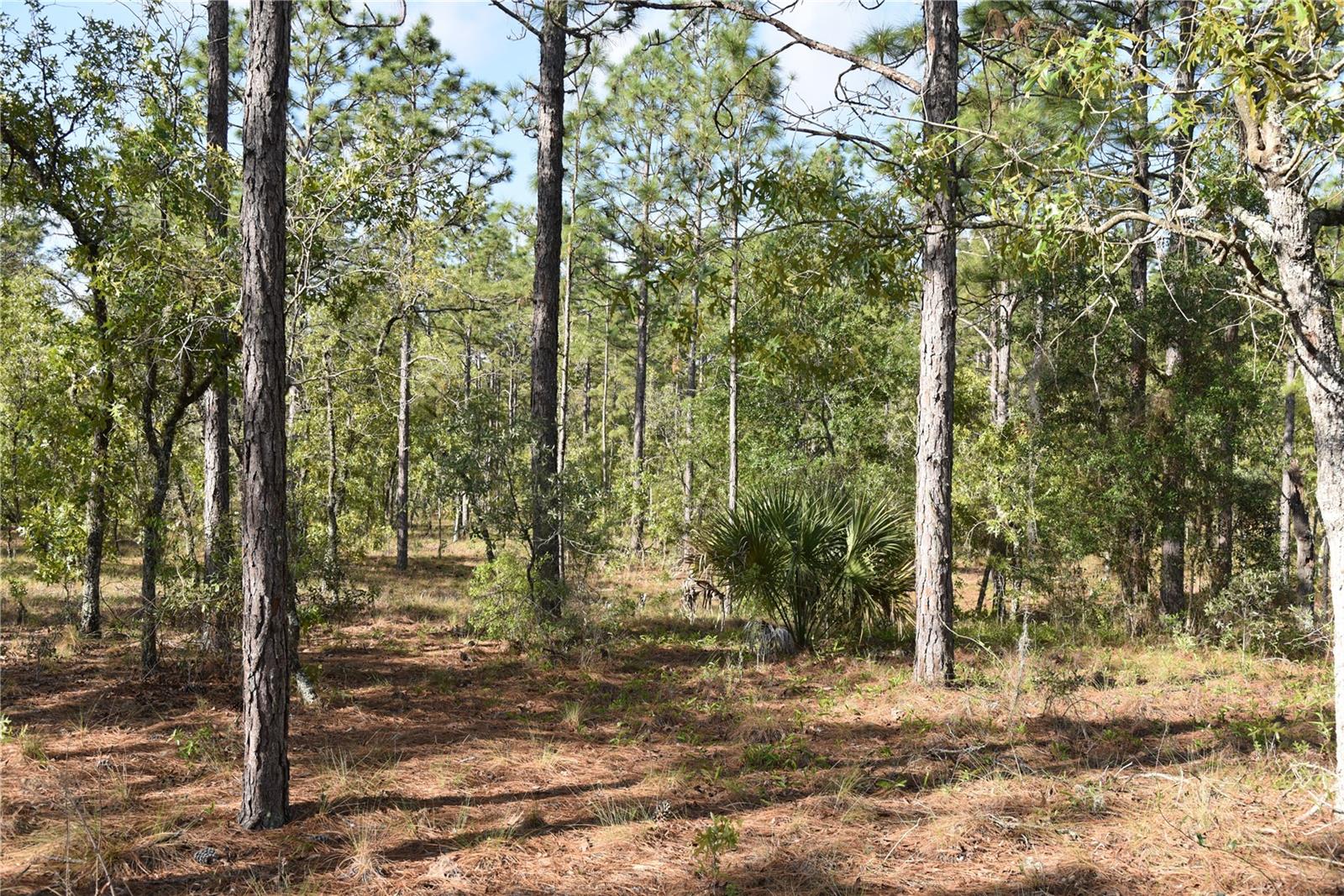 RAINBOW FARMS - Land