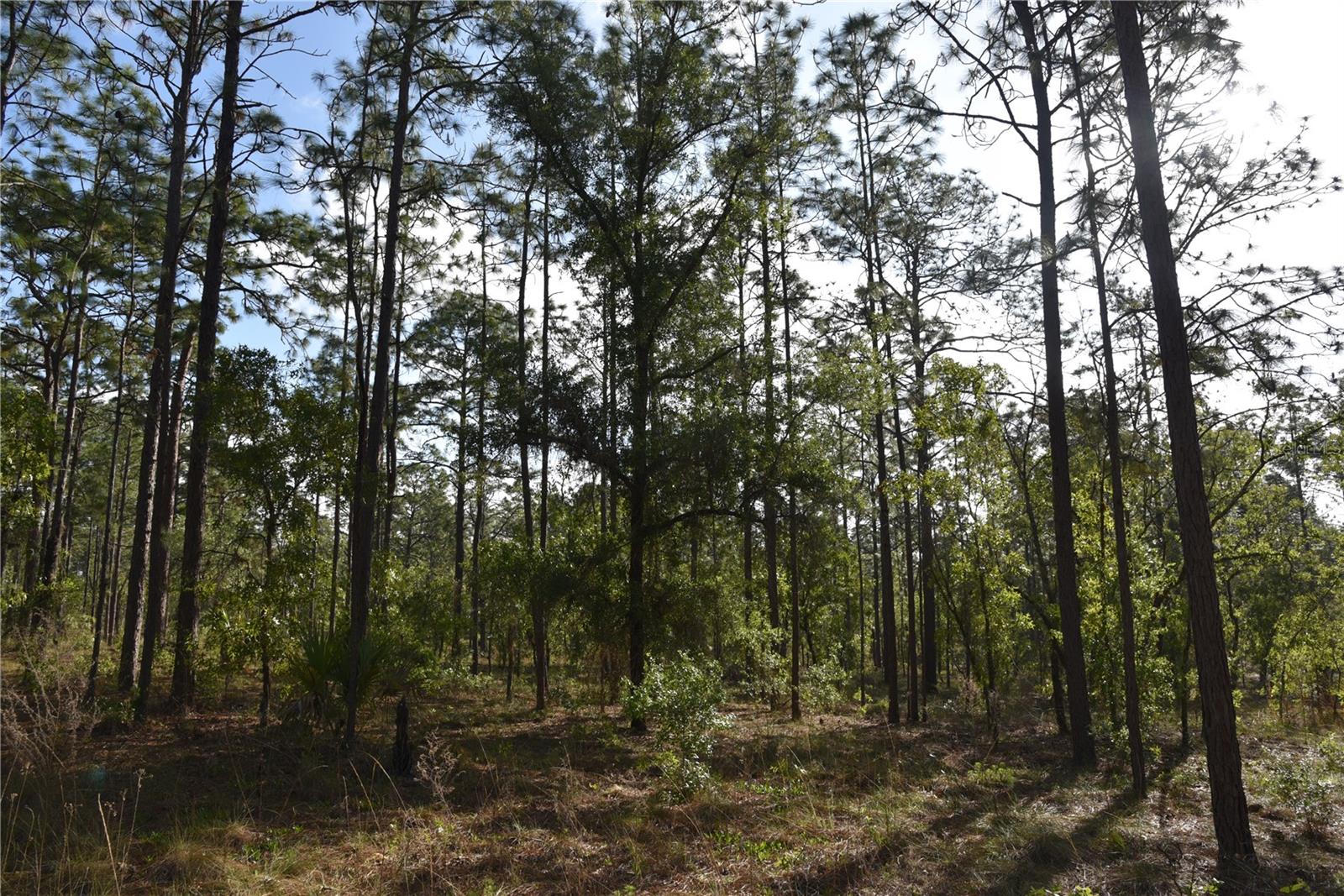 RAINBOW FARMS - Land