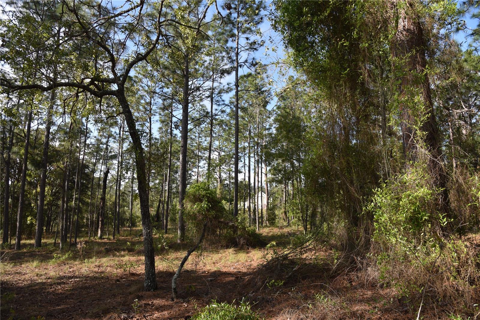 RAINBOW FARMS - Land