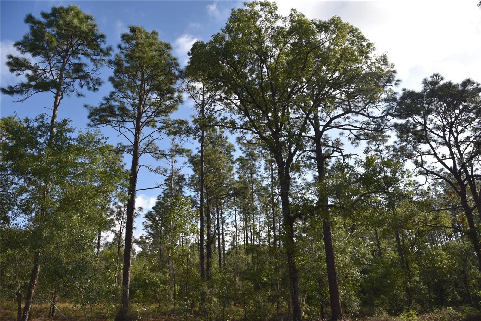 RAINBOW FARMS - Land