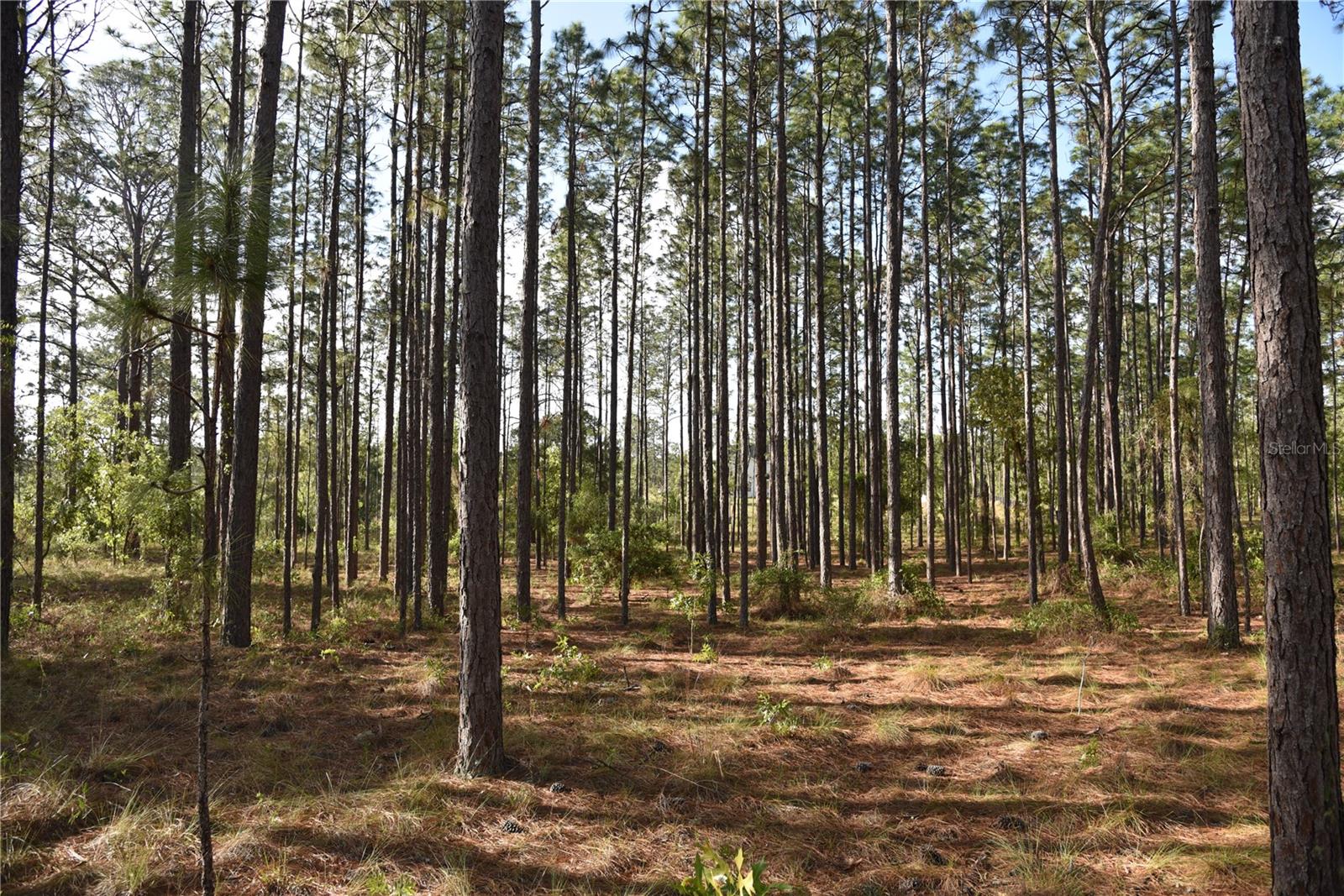 RAINBOW FARMS - Land