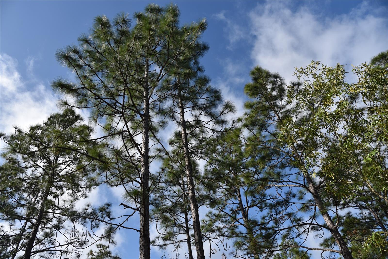 RAINBOW FARMS - Land