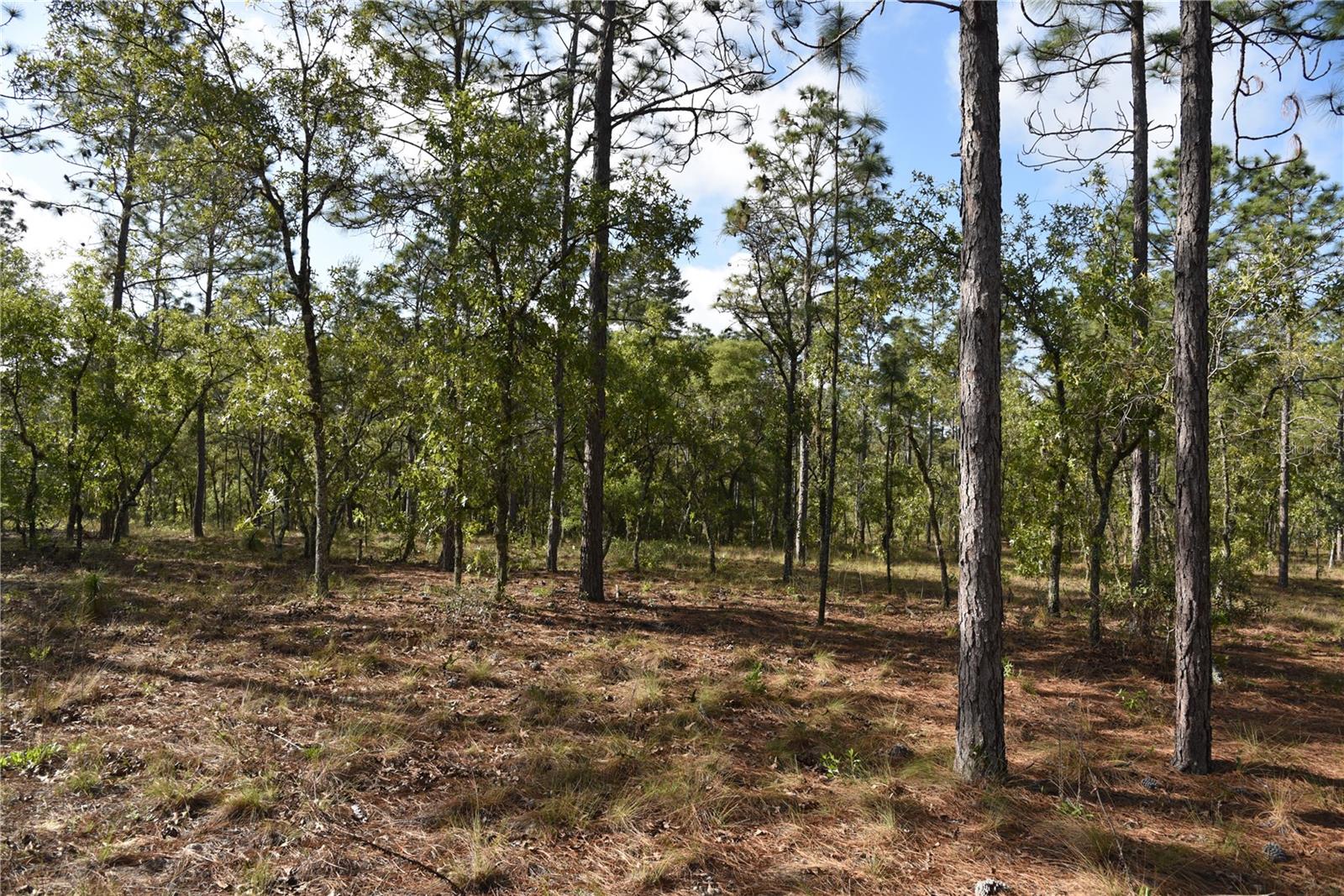 RAINBOW FARMS - Land