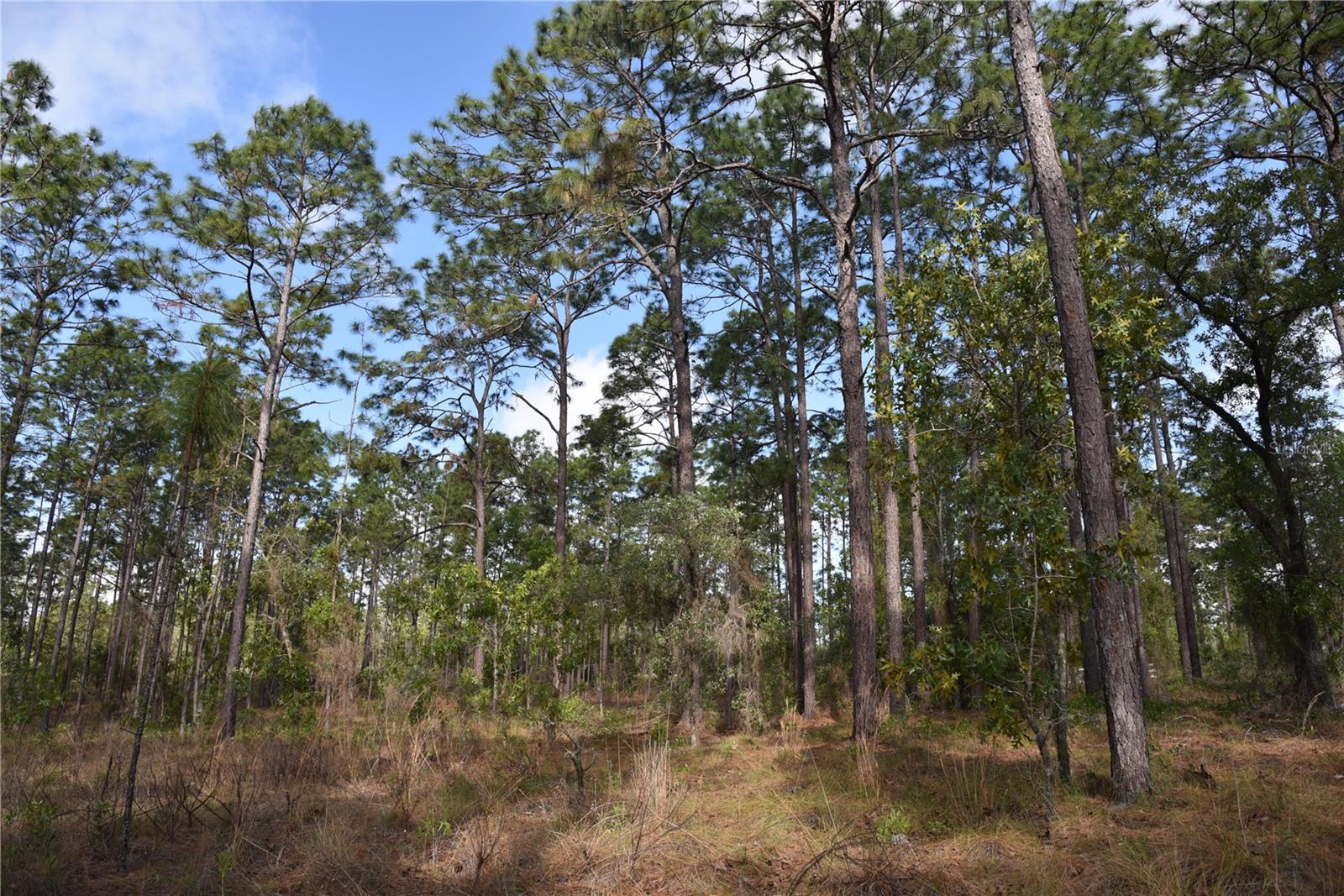 RAINBOW FARMS - Land