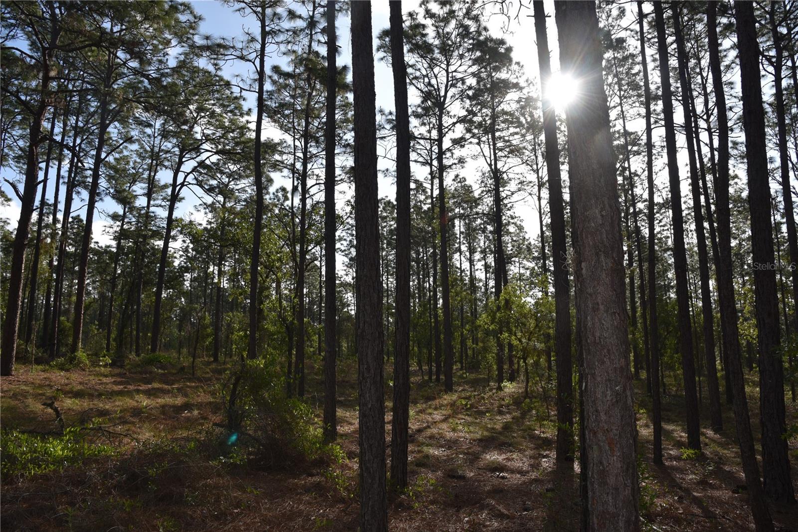 RAINBOW FARMS - Land