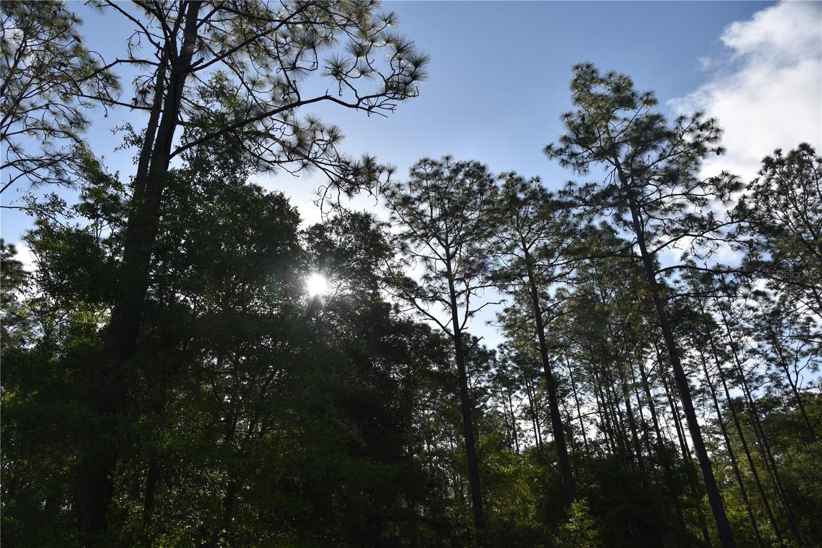 RAINBOW FARMS - Land