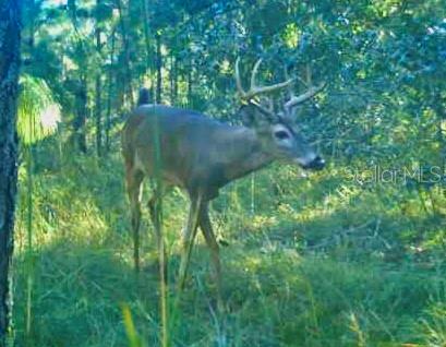 ACREAGE & UNREC - Land