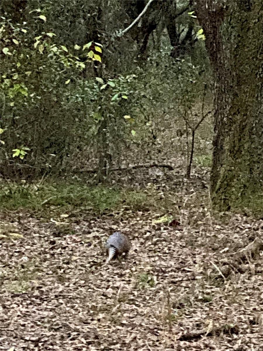 ACREAGE & UNREC - Land