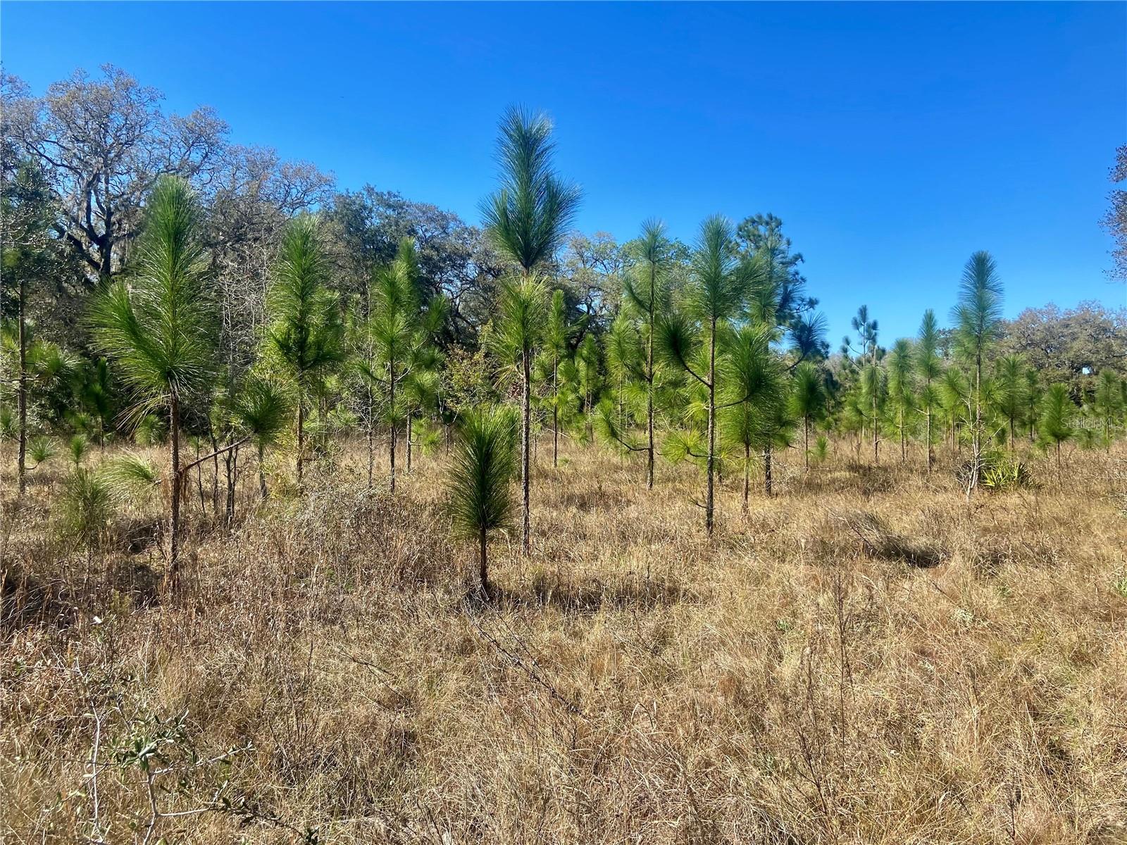 ACREAGE & UNREC - Land