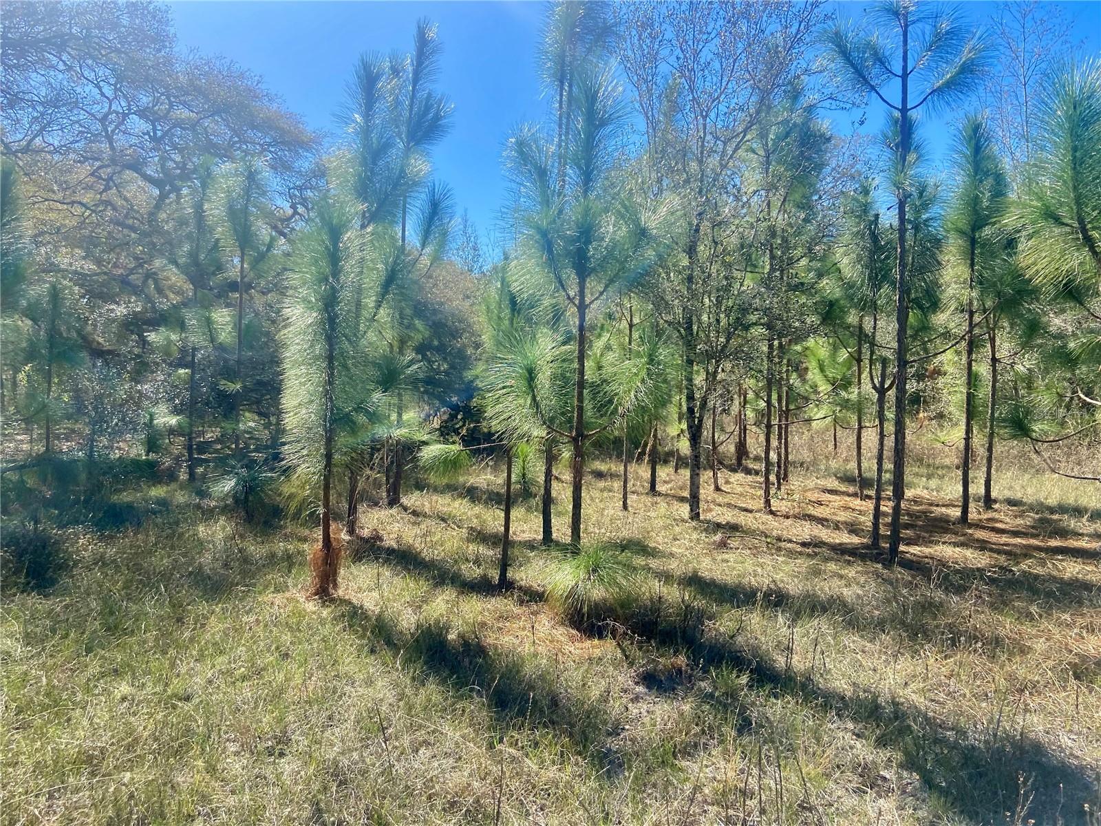 ACREAGE & UNREC - Land