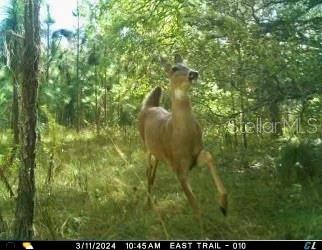 ACREAGE & UNREC - Land