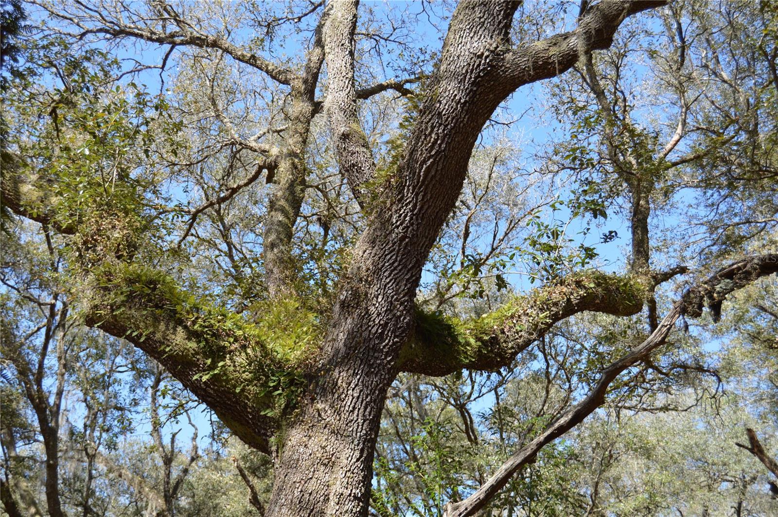 ACREAGE & UNREC - Land