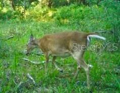 ACREAGE & UNREC - Land