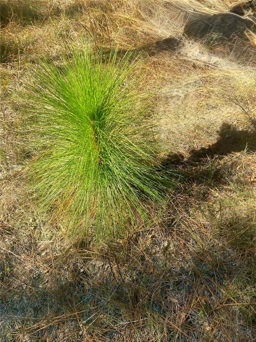 ACREAGE & UNREC - Land