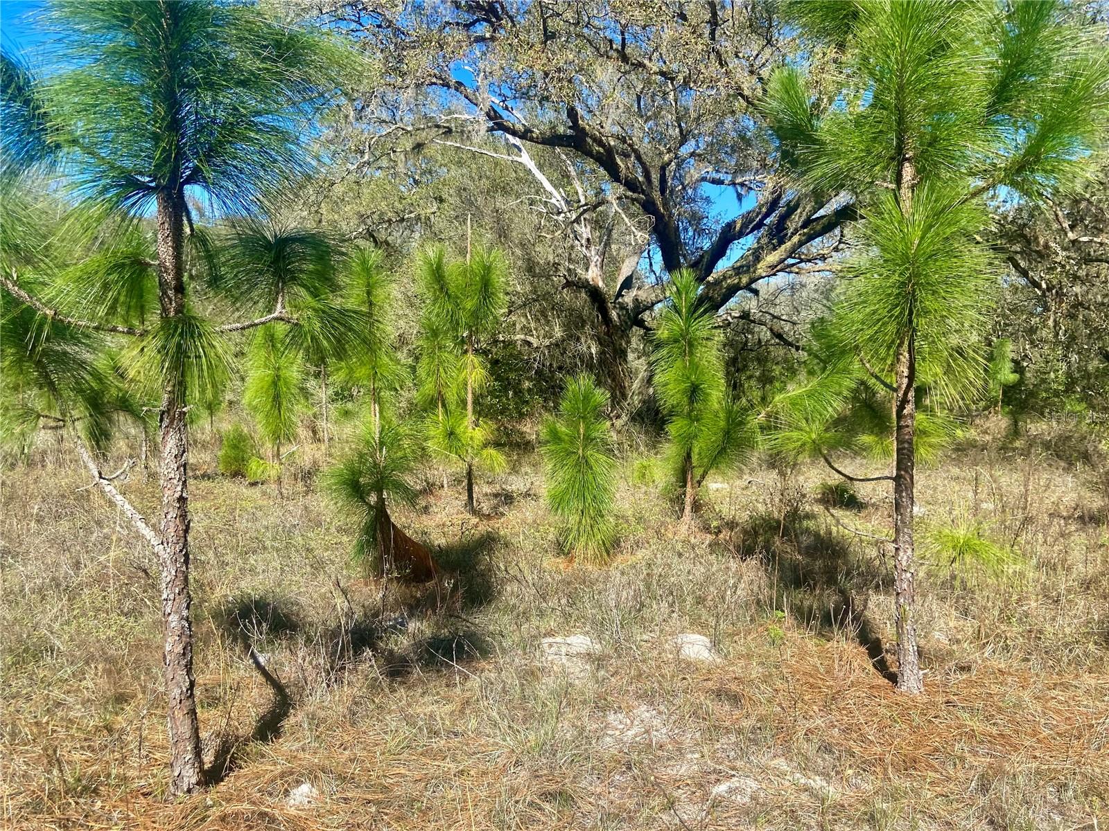 ACREAGE & UNREC - Land