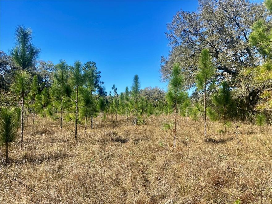 Wow 20 acres, in paradise. If a quiet retreat is what you are looking for , this is it. Close to Tampa and Pinellas County. The land is currently used for Tree farming. Awesome opportunity to build a getaway home . Great spot for hunting or just to unwind. Adjacent 60 acres is also for sale . The land is also adjacent to Pinellas County Well fields and it has created a wonderfully quiet opportunity. Loads of wild life . Rare piece this close to Downtown Tampa.