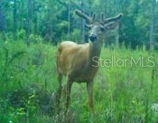 ACREAGE & UNREC - Land