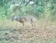 ACREAGE & UNREC - Land