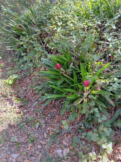 Tiny photo for 17195 SE 70th Street, Ocklawaha, FL 32179 (MLS # OM721476)