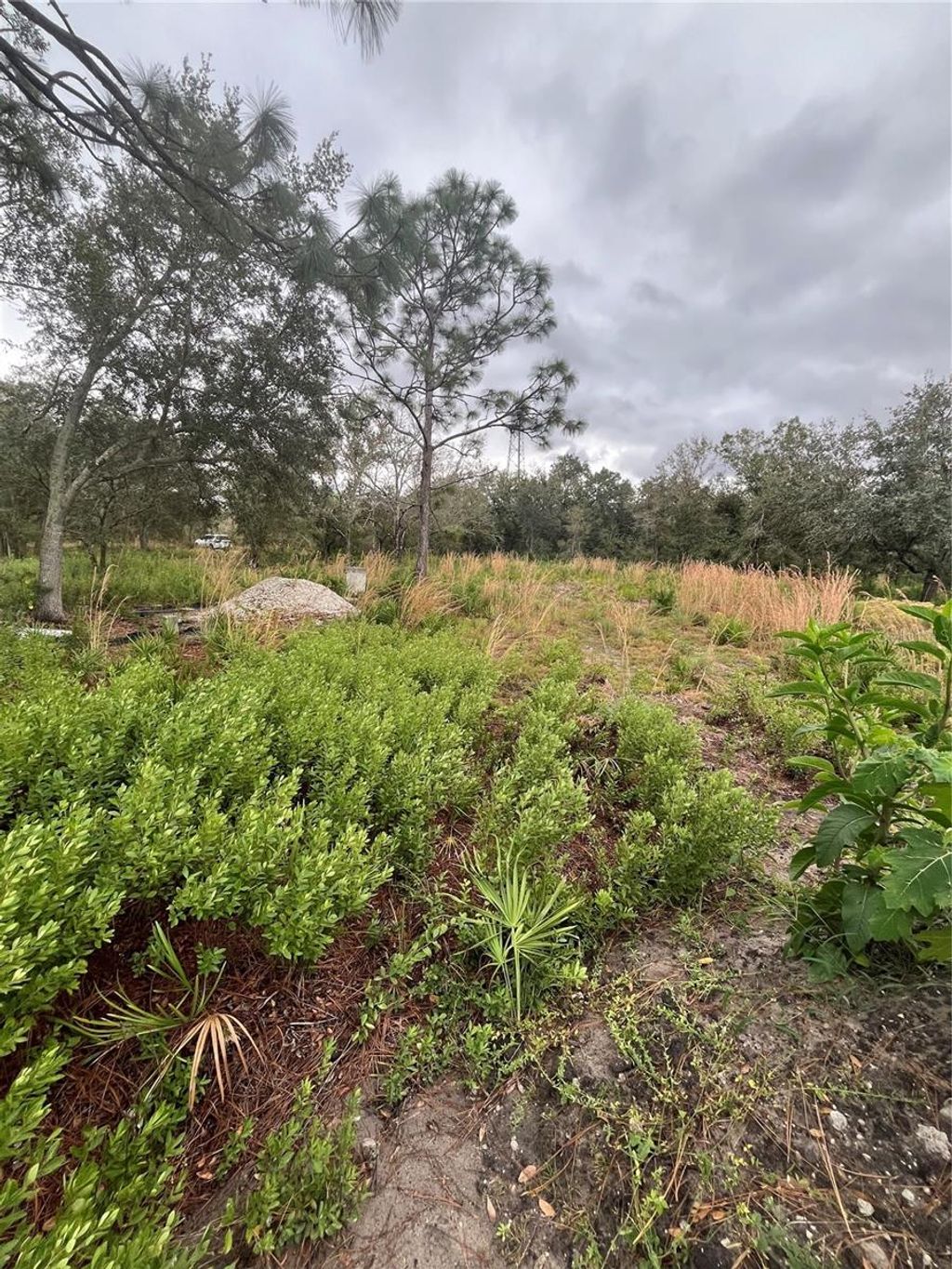 Photo of 4683 SE Rye Avenue, Arcadia, FL 34266 (MLS # C7520295)