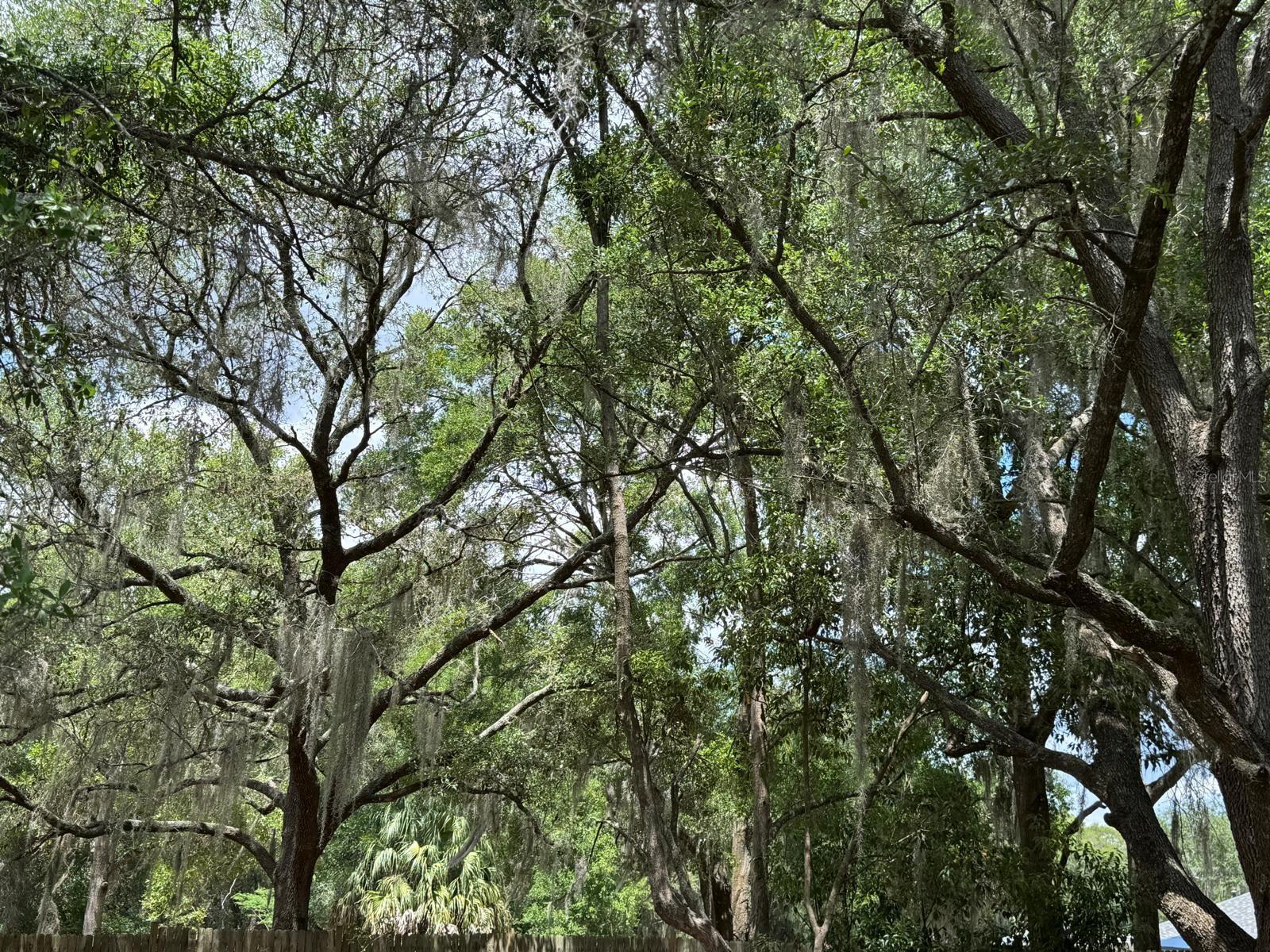 PINEY WOODS - Residential