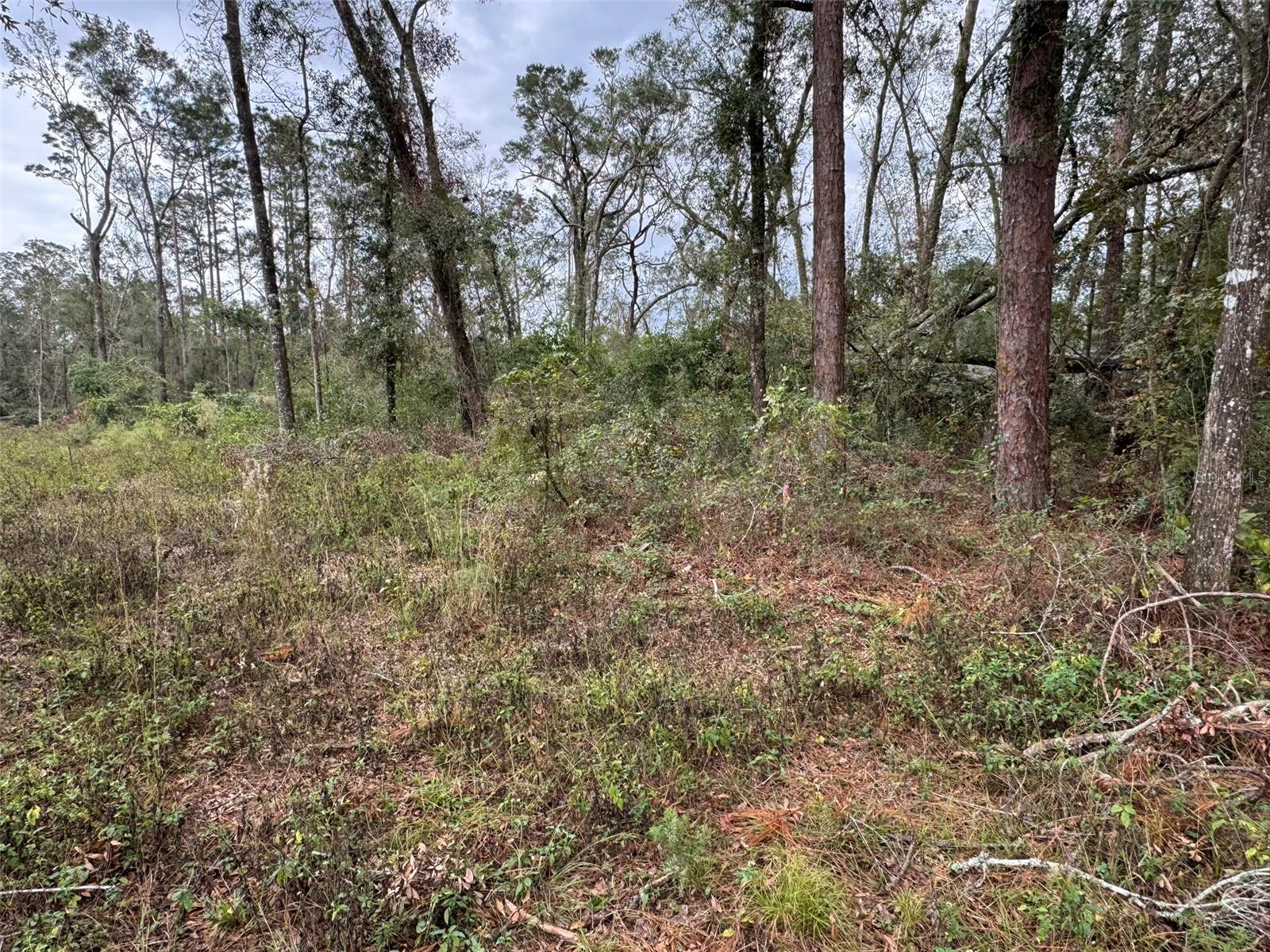 ACRES OF DIAMONDS - Land