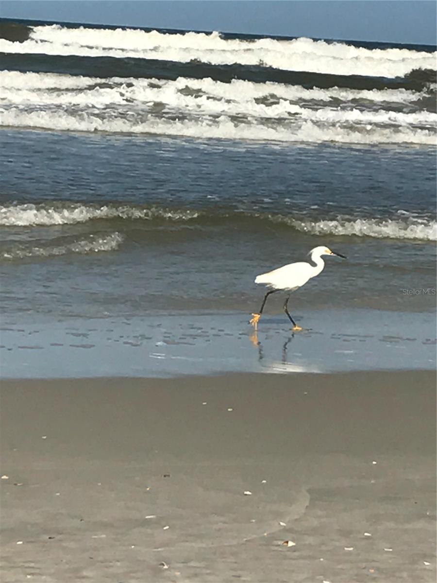 OCEAN HAMMOCK - Residential