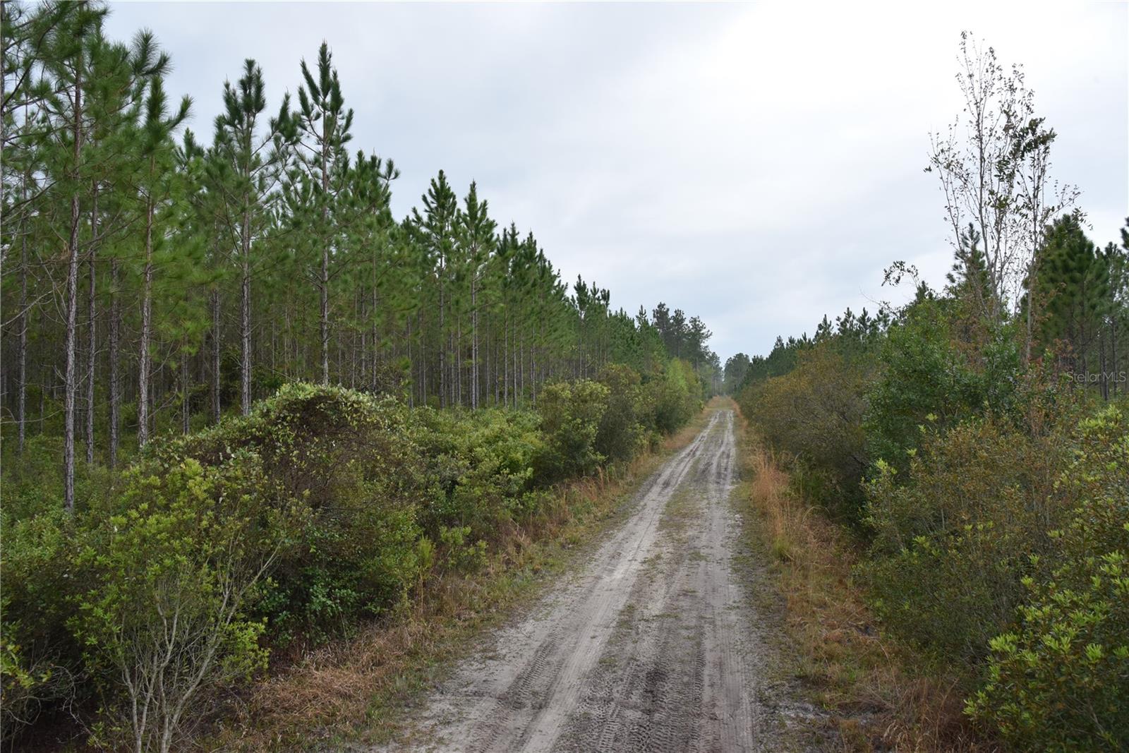 This property consists of middle aged pines that can be thinned in a few years and harvested around 5 years after that. It’s a blank slate for a homesite and or hunting/recreational tract. The property is located between Starke and Gainesville and within an hour from Jacksonville. It has an abundance of wildlife on it such as deer, turkeys and pigs. It would be a great property to get out and enjoy with the family with activities such as camping, 4 wheeling and hunting. It has a great layout with highway frontage and a road system throughout. The neighboring property is Alachua County Forever Conservation and a large timber tract to the south which consists of thousands of acres. Please call with any questions or to schedule a showing.