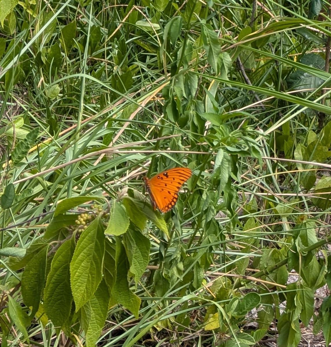 WOODS & LAKES - Land