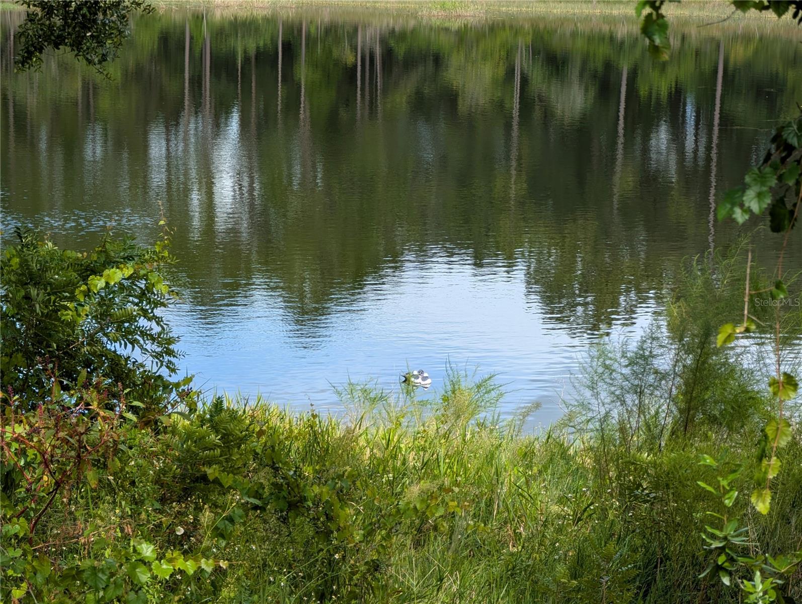 WOODS & LAKES - Land